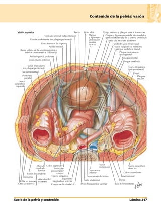 Anatomia - Netter.pdf