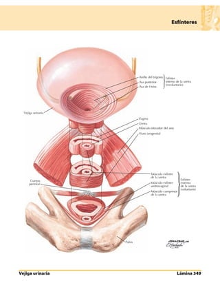 Anatomia - Netter.pdf