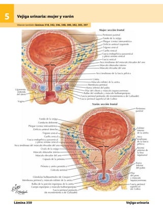 Anatomia - Netter.pdf
