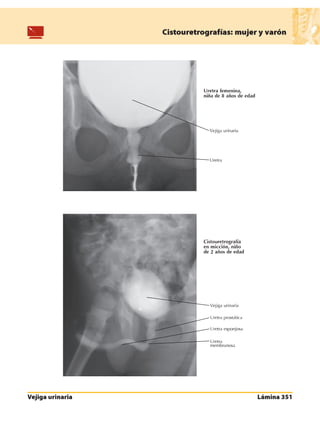 Anatomia - Netter.pdf