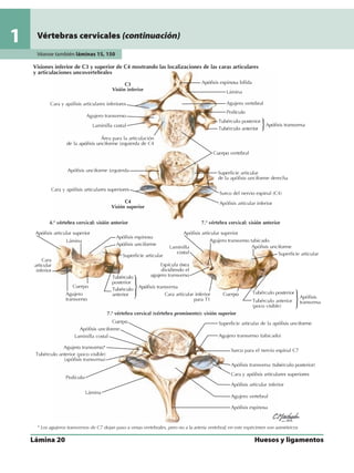 Anatomia - Netter.pdf