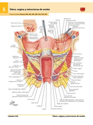 Anatomia - Netter.pdf