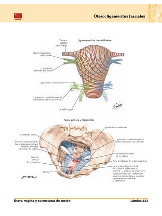 Anatomia - Netter.pdf