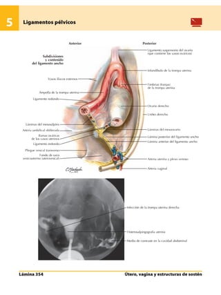 Anatomia - Netter.pdf
