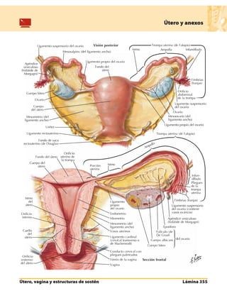 Anatomia - Netter.pdf