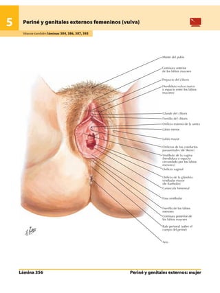 Anatomia - Netter.pdf