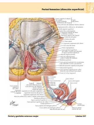 Anatomia - Netter.pdf