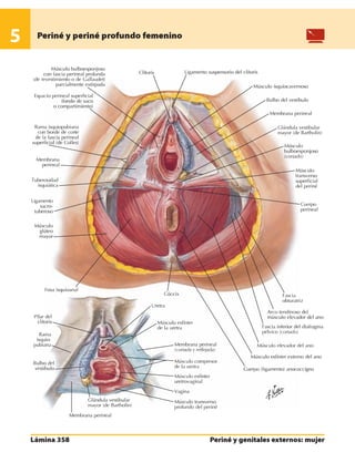 Anatomia - Netter.pdf