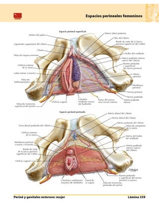 Anatomia - Netter.pdf