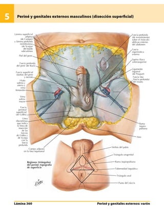 Anatomia - Netter.pdf