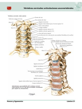 Anatomia - Netter.pdf