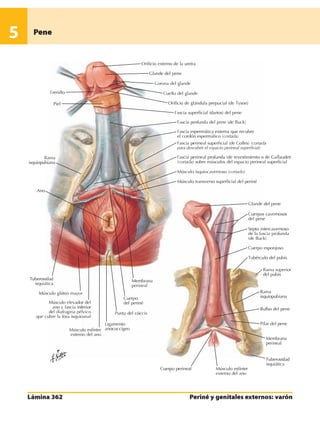Anatomia - Netter.pdf