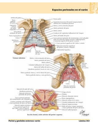 Anatomia - Netter.pdf