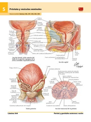Anatomia - Netter.pdf