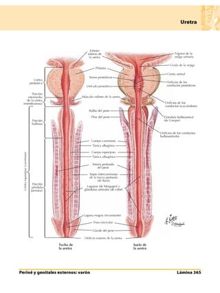 Anatomia - Netter.pdf