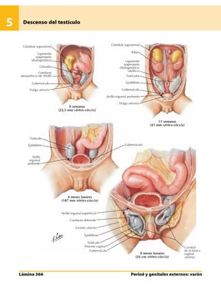 Anatomia - Netter.pdf