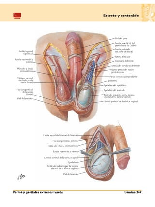 Anatomia - Netter.pdf