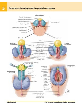 Anatomia - Netter.pdf