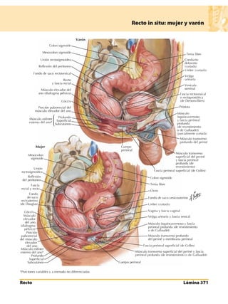 Anatomia - Netter.pdf