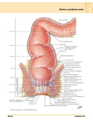 Anatomia - Netter.pdf