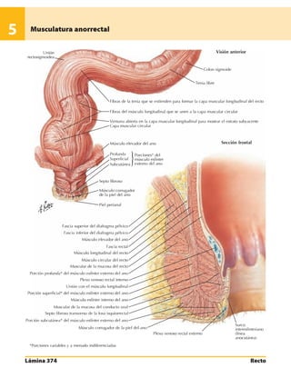 Anatomia - Netter.pdf