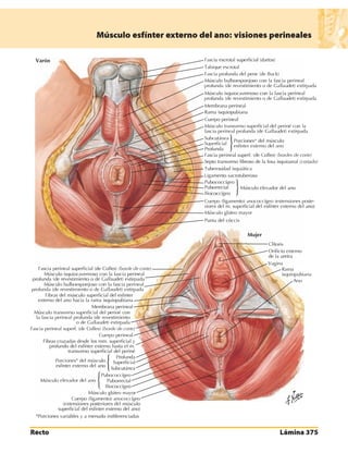 Anatomia - Netter.pdf