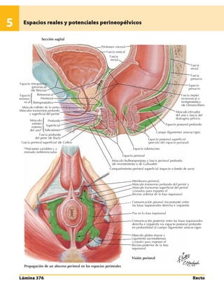Anatomia - Netter.pdf