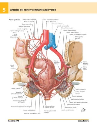 Anatomia - Netter.pdf