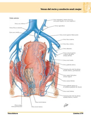 Anatomia - Netter.pdf
