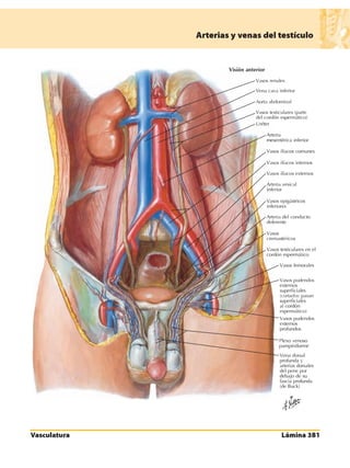 Anatomia - Netter.pdf