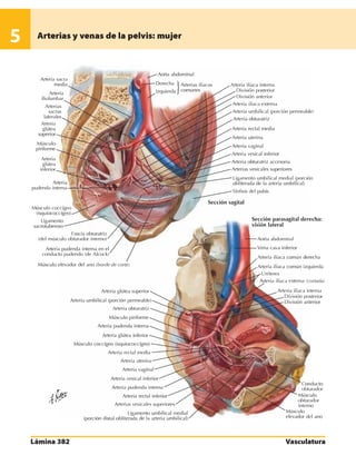Anatomia - Netter.pdf