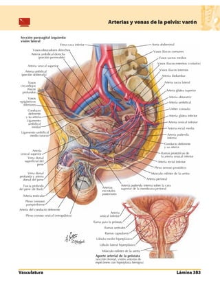 Anatomia - Netter.pdf
