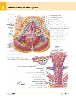 Anatomia - Netter.pdf