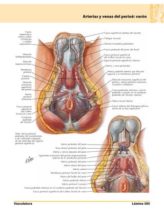 Anatomia - Netter.pdf