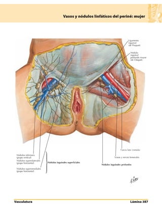 Anatomia - Netter.pdf