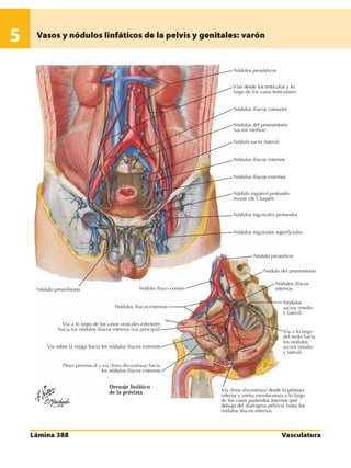 Anatomia - Netter.pdf