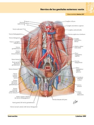 Anatomia - Netter.pdf