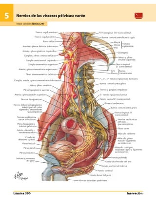 Anatomia - Netter.pdf