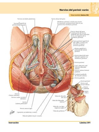 Anatomia - Netter.pdf