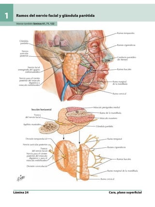 Anatomia - Netter.pdf