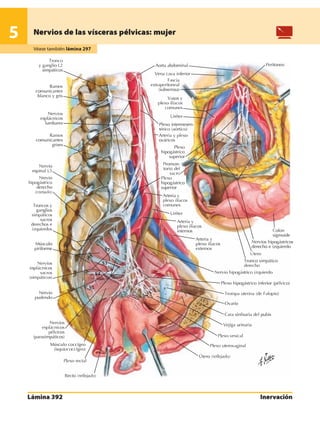 Anatomia - Netter.pdf