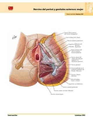 Anatomia - Netter.pdf