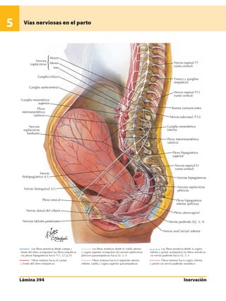 Anatomia - Netter.pdf