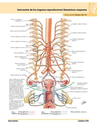 Anatomia - Netter.pdf