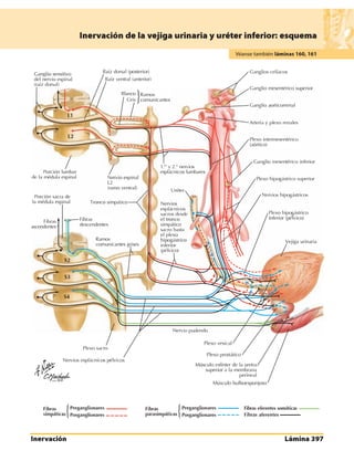 Anatomia - Netter.pdf