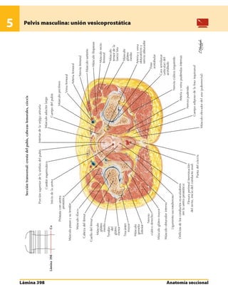 Anatomia - Netter.pdf