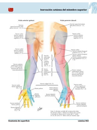 Anatomia - Netter.pdf