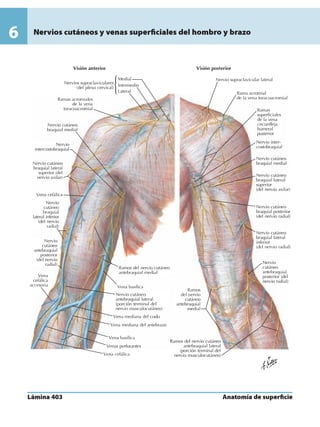 Anatomia - Netter.pdf