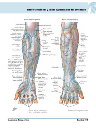 Anatomia - Netter.pdf