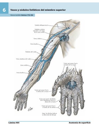 Anatomia - Netter.pdf